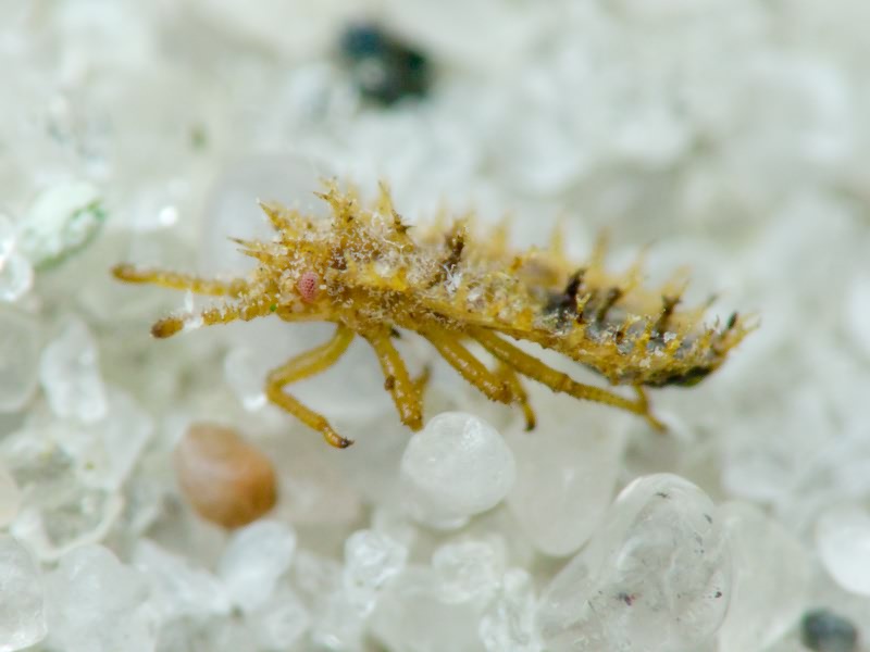 Lasiacantha capucina (Germar, 1837)